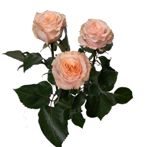 PRINCESS CROWN