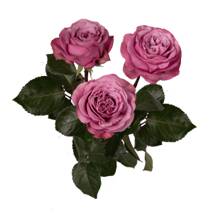 QUEENS CROWN